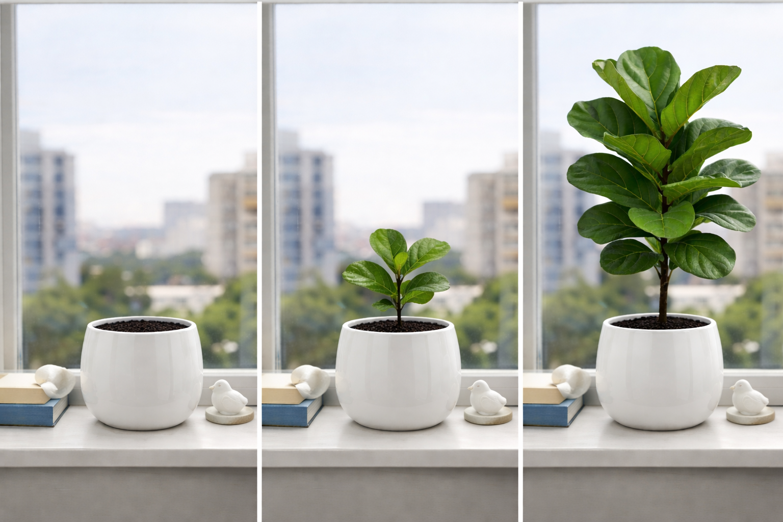 Three stages of growth